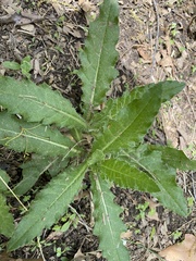 Cirsium pumilum