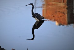 Egretta tricolor