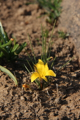 Romulea monticola