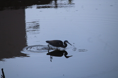 Egretta tricolor