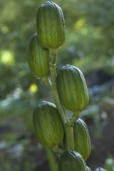 Cardiocrinum cordatum