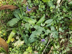 Viola inconspicua