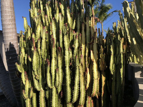 Euphorbia trigona
