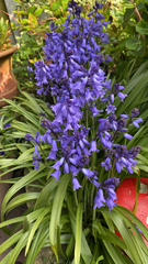 Hyacinthoides