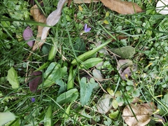 Viola inconspicua
