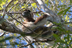 Propithecus verreauxi