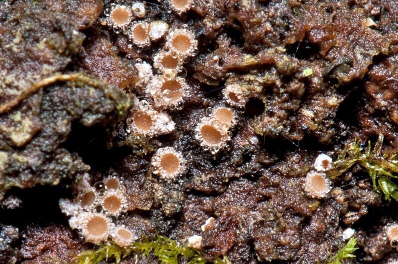 Lasiobelonium corticale