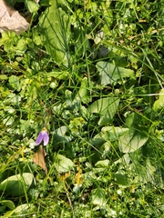 Viola inconspicua