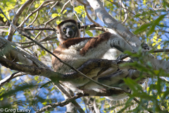 Propithecus verreauxi