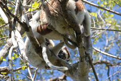 Propithecus verreauxi