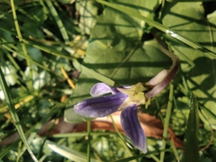 Viola inconspicua