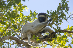 Propithecus verreauxi