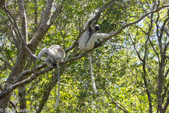 Propithecus verreauxi