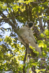 Propithecus verreauxi