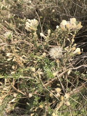 Baccharis pteronioides