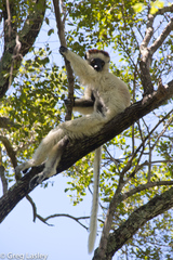 Propithecus verreauxi