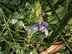 Viola inconspicua