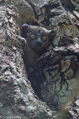 Lepilemur hubbardorum