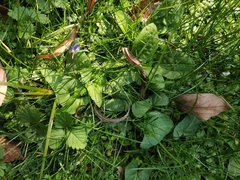 Viola inconspicua