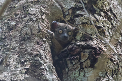 Lepilemur hubbardorum