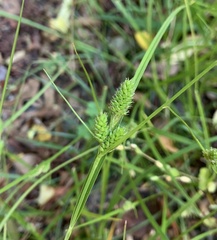 Carex complanata