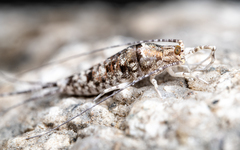 Mesomachilis