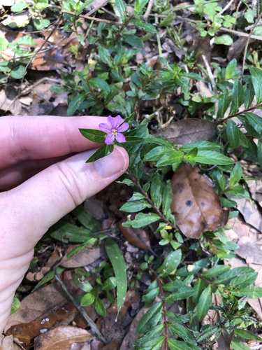 Cuphea hyssopifolia image