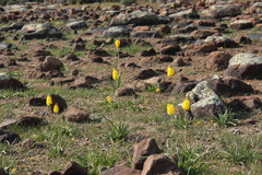 Bulbinella latifolia