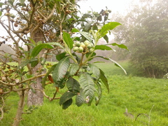Solanum oblongifolium