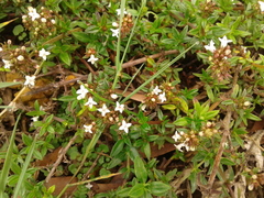 Galianthe bogotensis