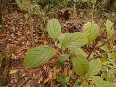 Viburnum lasiophyllum
