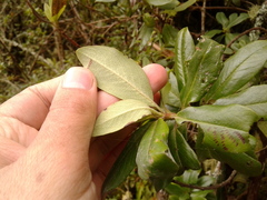 Escallonia discolor