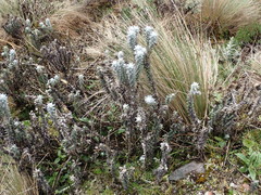 Lasiocephalus ovatus