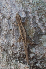 Lygodactylus