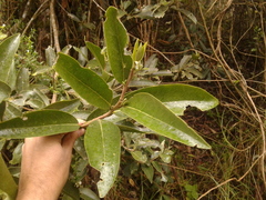 Daphnopsis caracasana