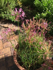 Nerine filifolia