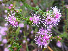 Kunzea parvifolia
