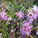 Violet Kunzea - Photo (c) Murray NZ, some rights reserved (CC BY), uploaded by Murray NZ