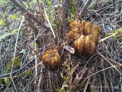 Dryopteris crassirhizoma