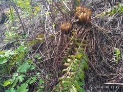 Dryopteris crassirhizoma