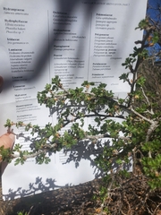 Ribes leptanthum