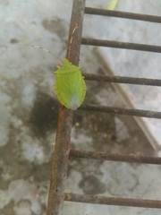 Chlorocoris distinctus