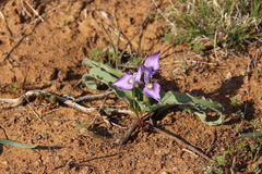 Moraea ciliata