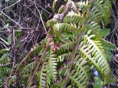 Dryopteris crassirhizoma