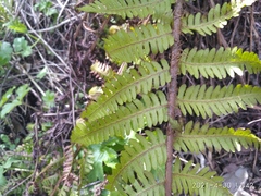 Dryopteris crassirhizoma