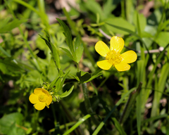 Ranunculus hispidus nitidus