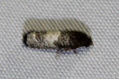 Epiblema desertana