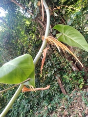 Philodendron erubescens