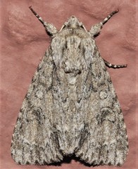 Acronicta rubricoma