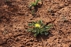 Othonna auriculifolia